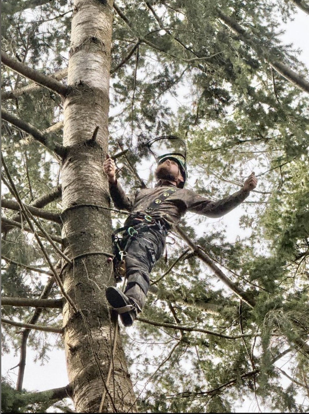 Close-up of a climber in harness and helmet ascending the trunk of a conifer, seen from below