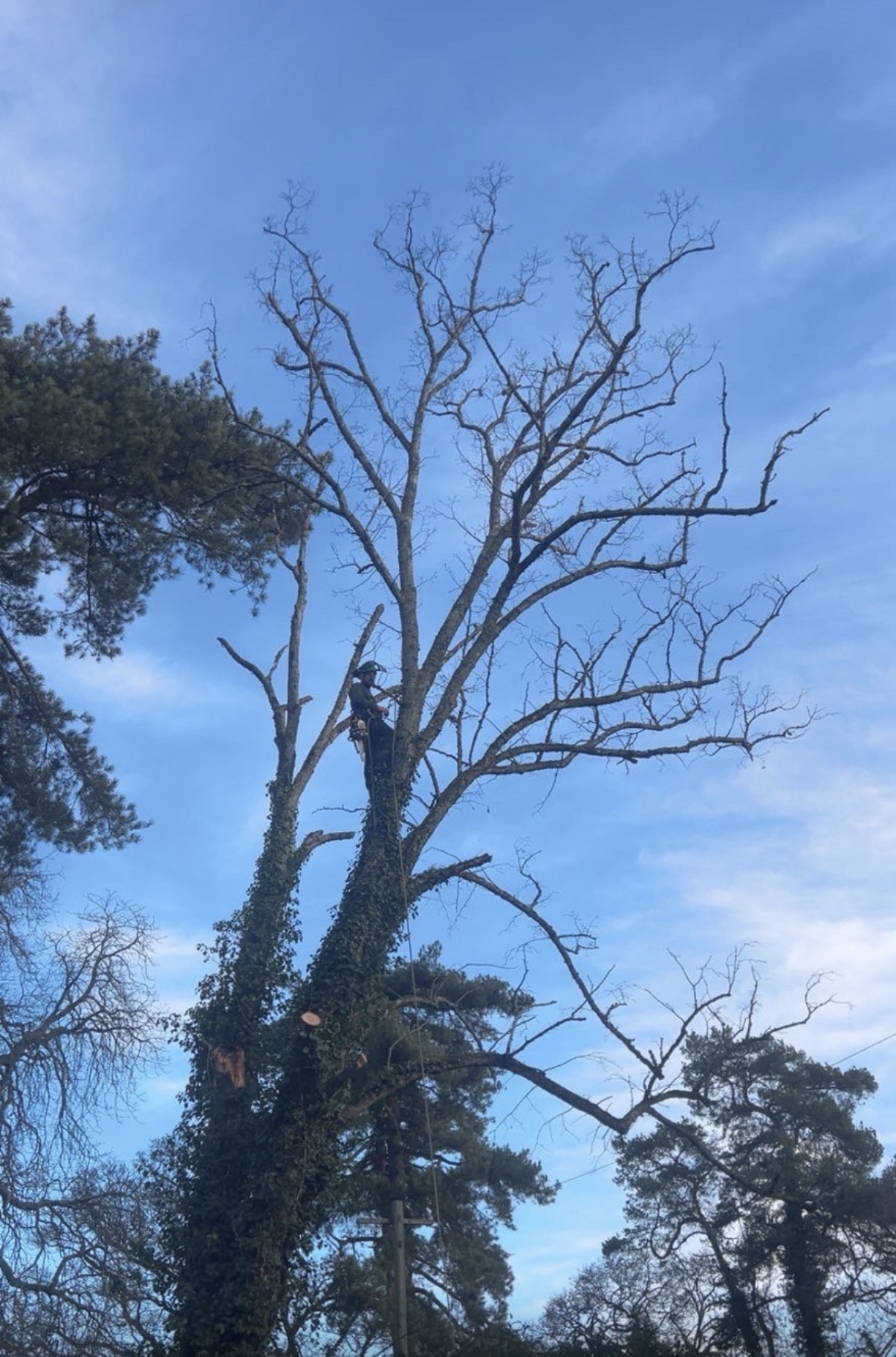 Climber part-way up an ivy-covered tree with cut limbs visible below