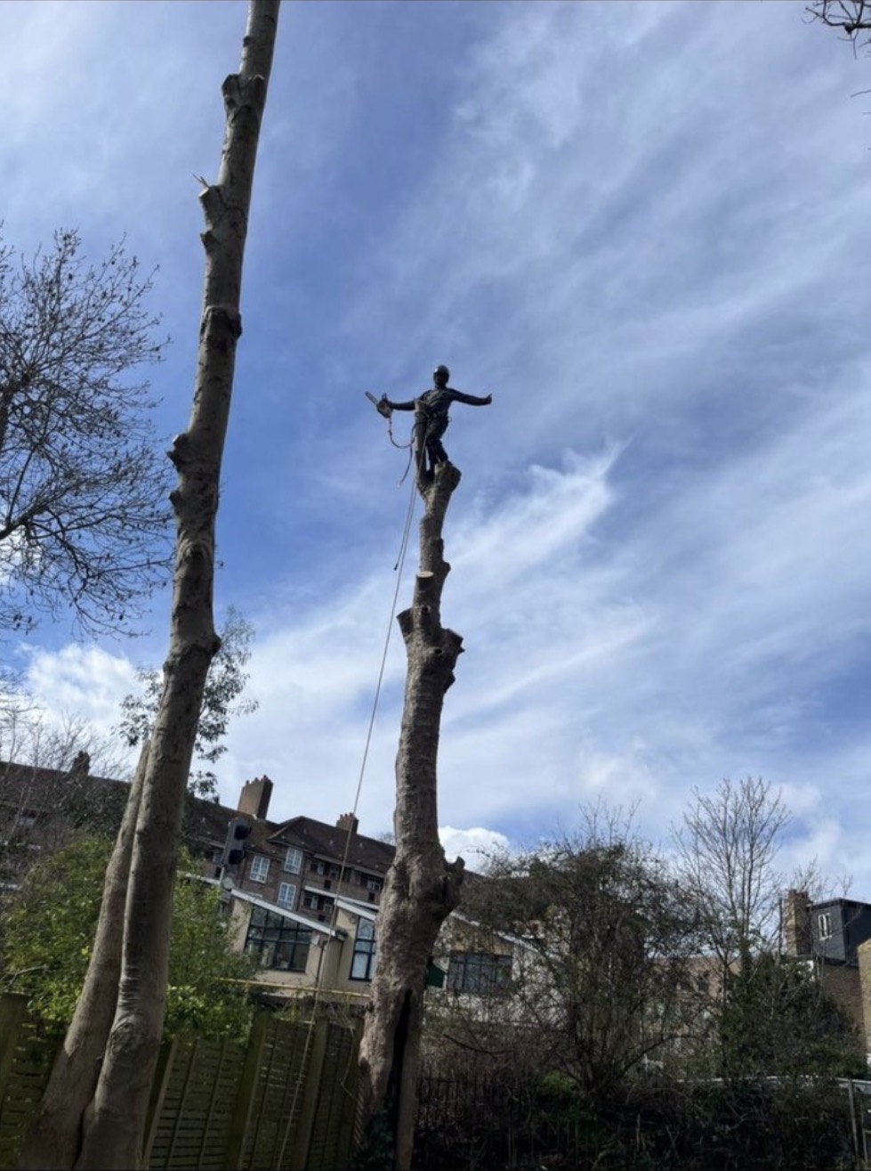 Climber standing on a dismantled trunk above a garden with houses behind