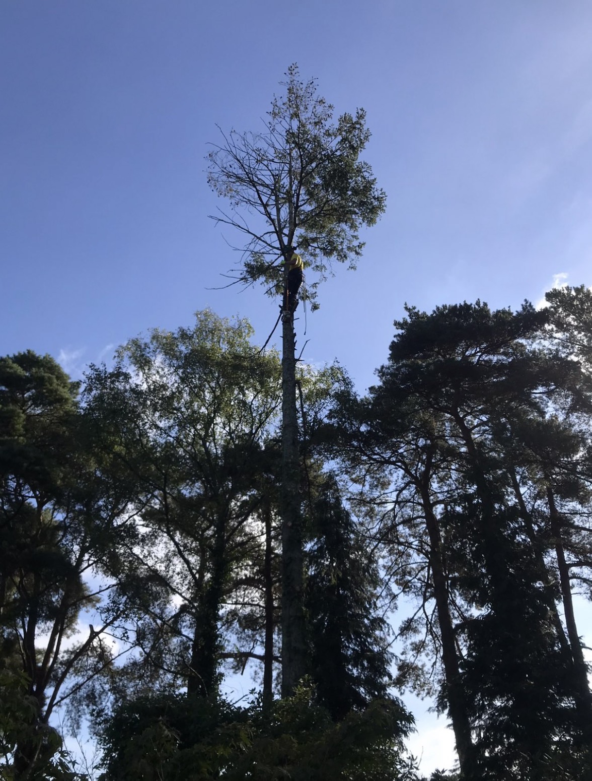 Climber high in a tall slender conifer surrounded by woodland